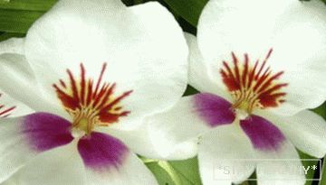 Фаленопсис (Орхидеи)
