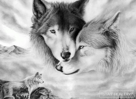 Што волци сонуваат