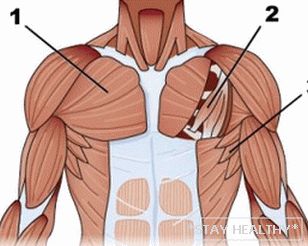 Анатомија грудных мышц