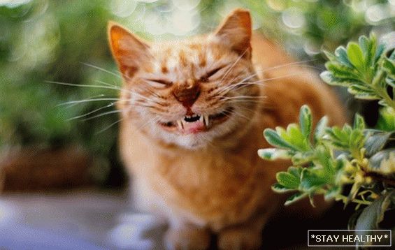Како мачките изразуваат емоции и кои од нив