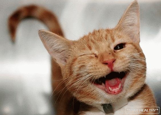 Како мачките изразуваат емоции и кои од нив