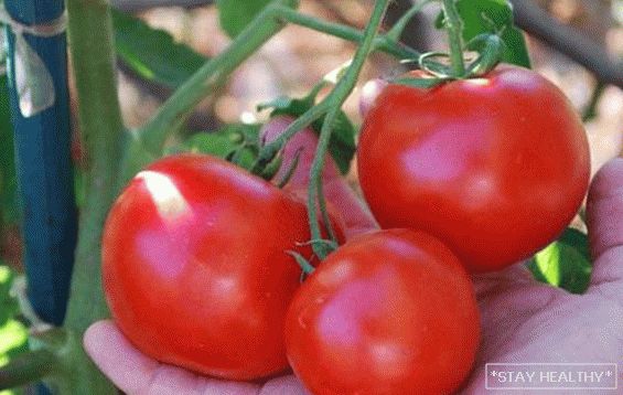 Томато "Црвенкапа": опис,карактеристика и агротехнологија. Сеопфатна грижа за различни домати"Црвенкапа"